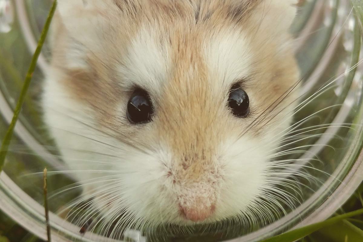 Praxis für Stress-Management - Hamsterrad